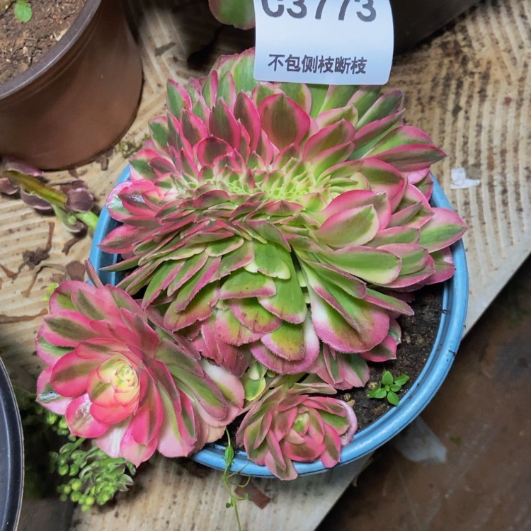 【闪购商品】3773倾城多肉