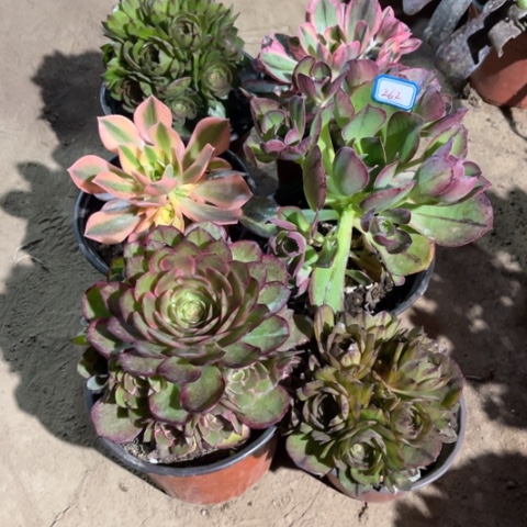 262多肉植物组合