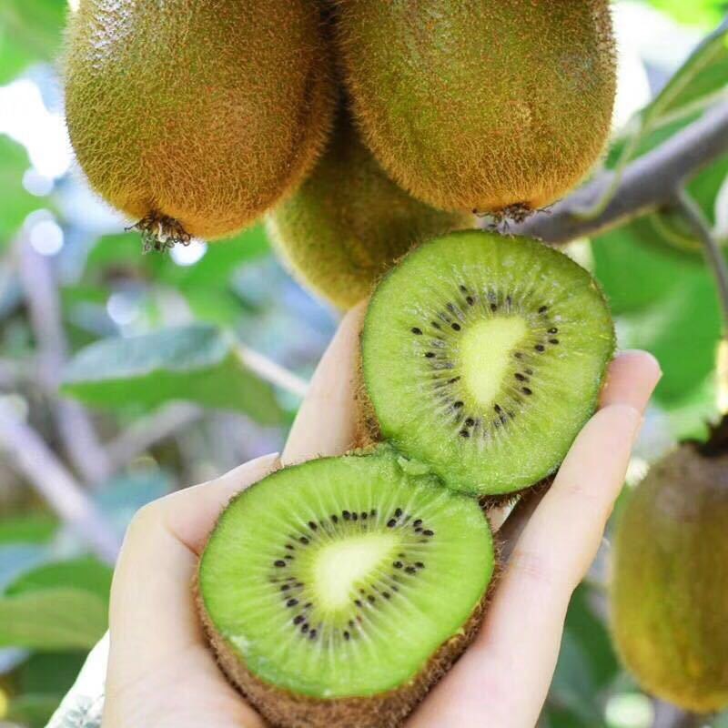 陕西徐香绿心猕猴桃当季新鲜水果肉细腻多汁香甜可口翠香