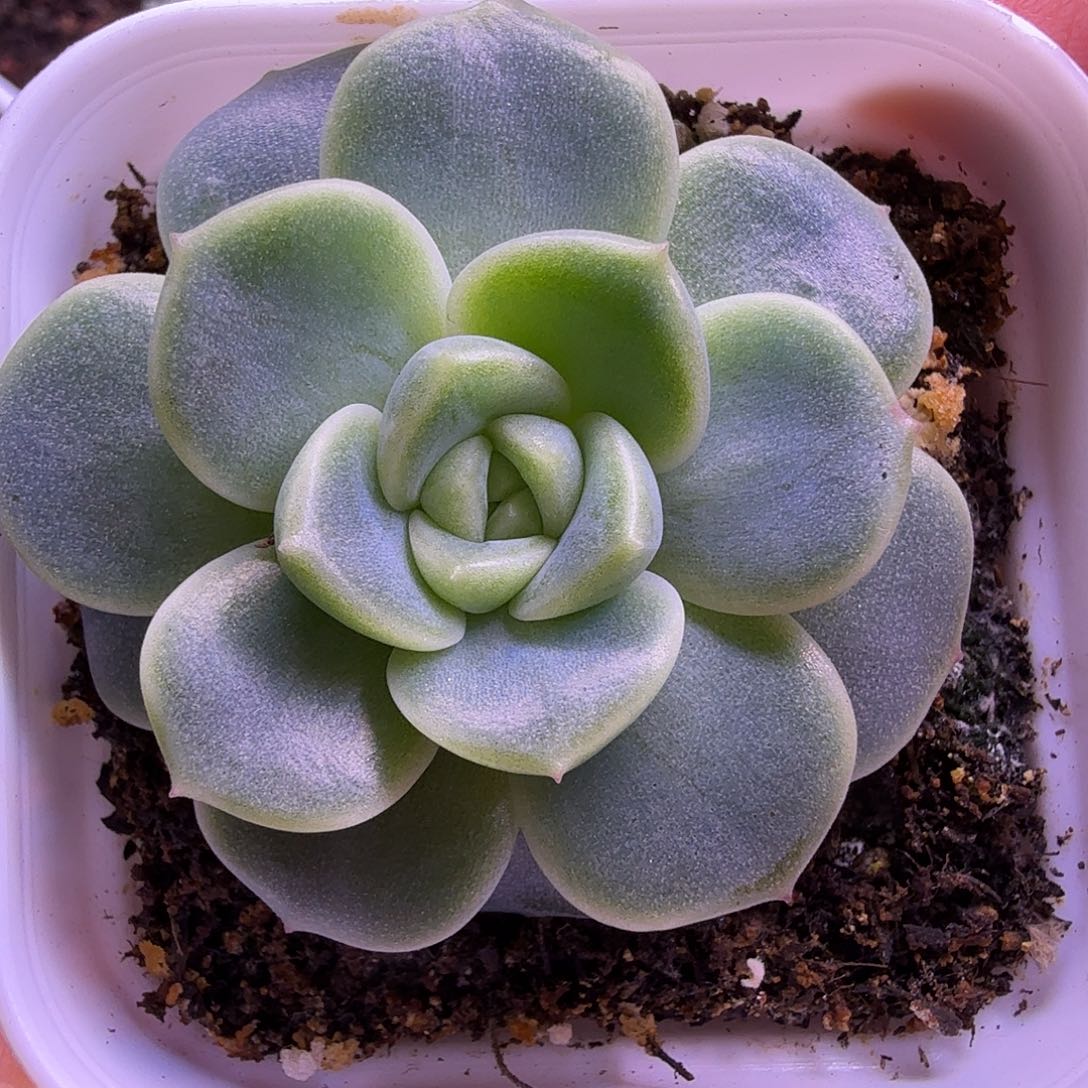 财富1叶插苗一物一拍