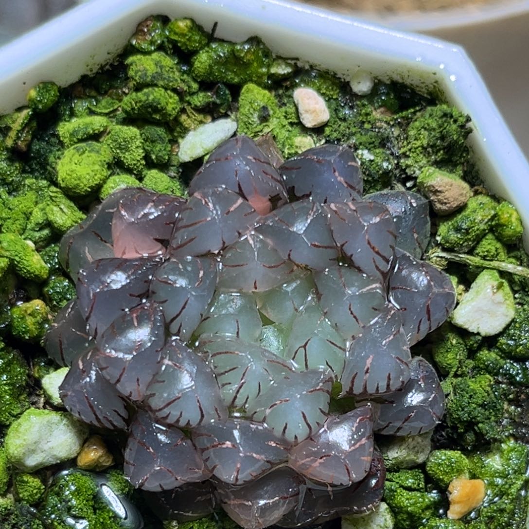 恭喜发财大吉大利914