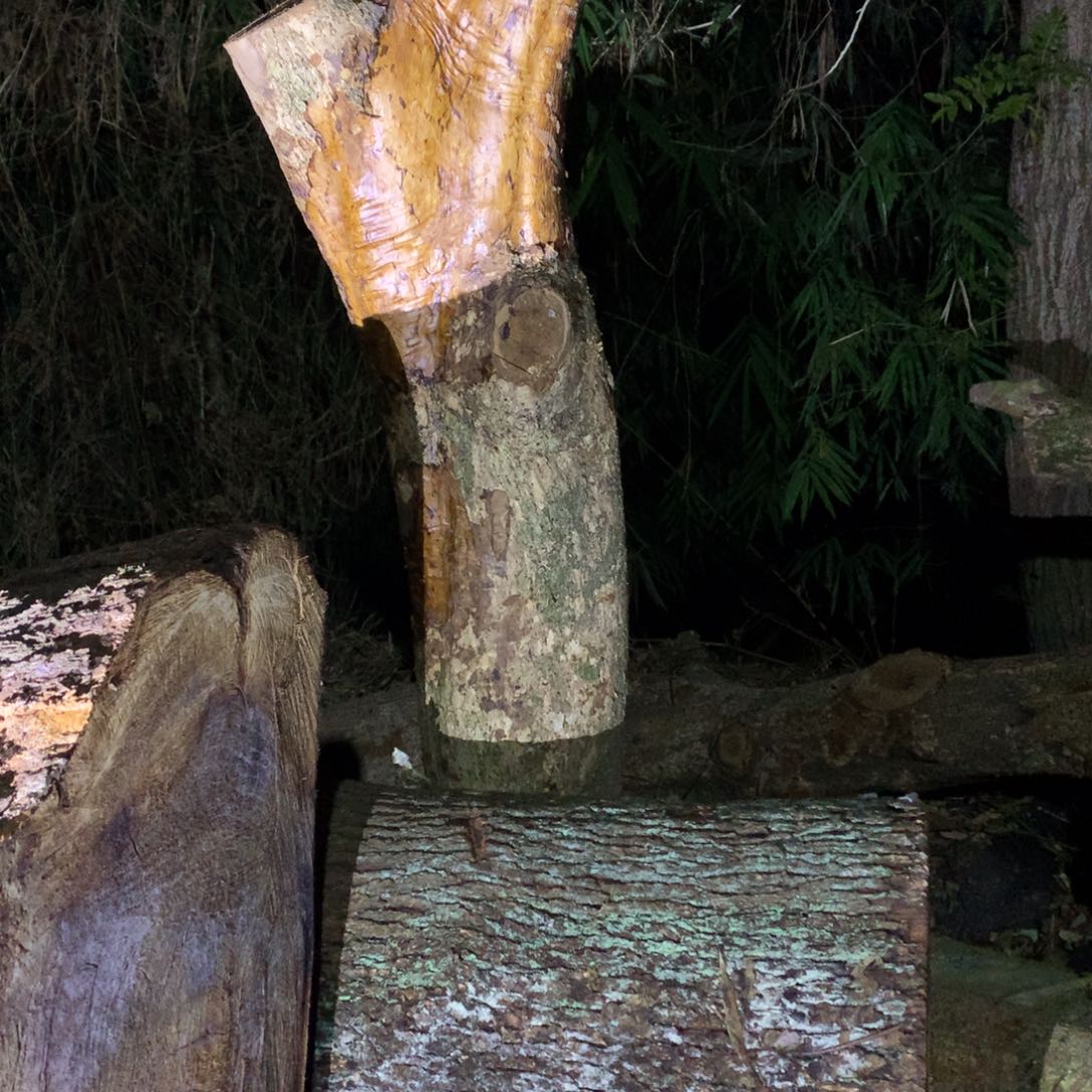 小叶桢楠金丝楠木