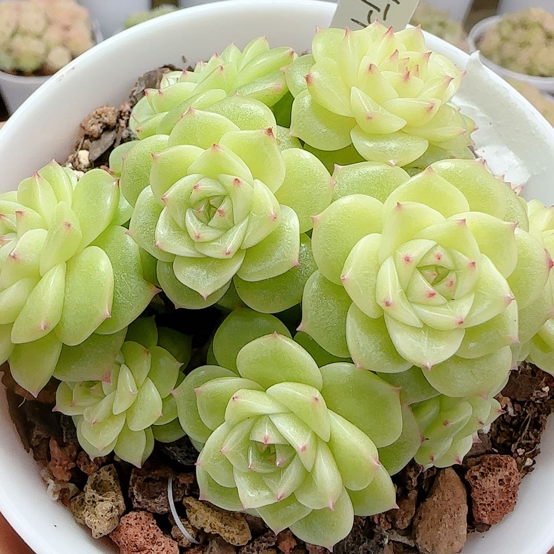 雪***子1124-19（ht-10）专拍）