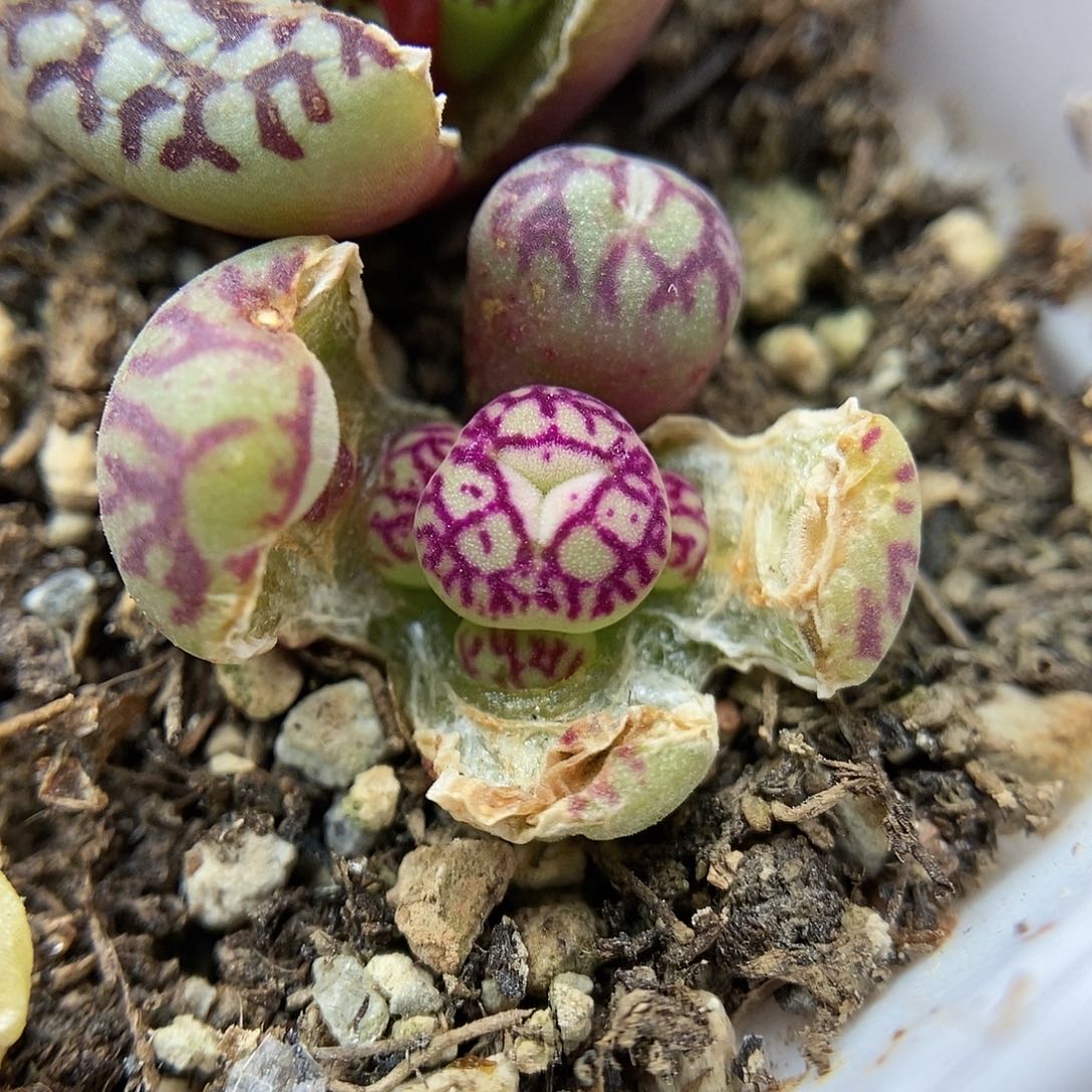 八重墨一颗母本分头包邮