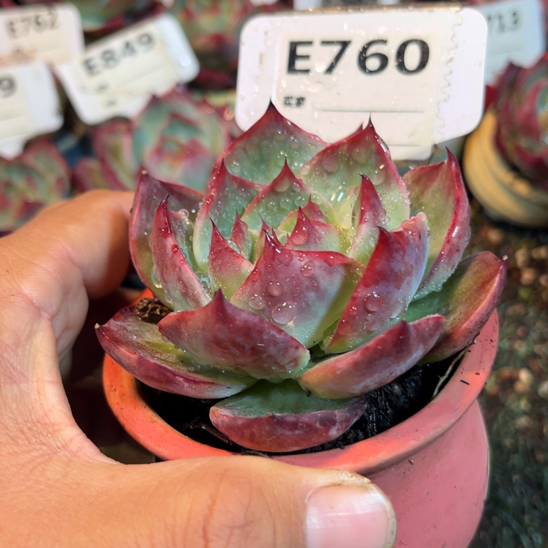 惊鸿一瞥760号多肉