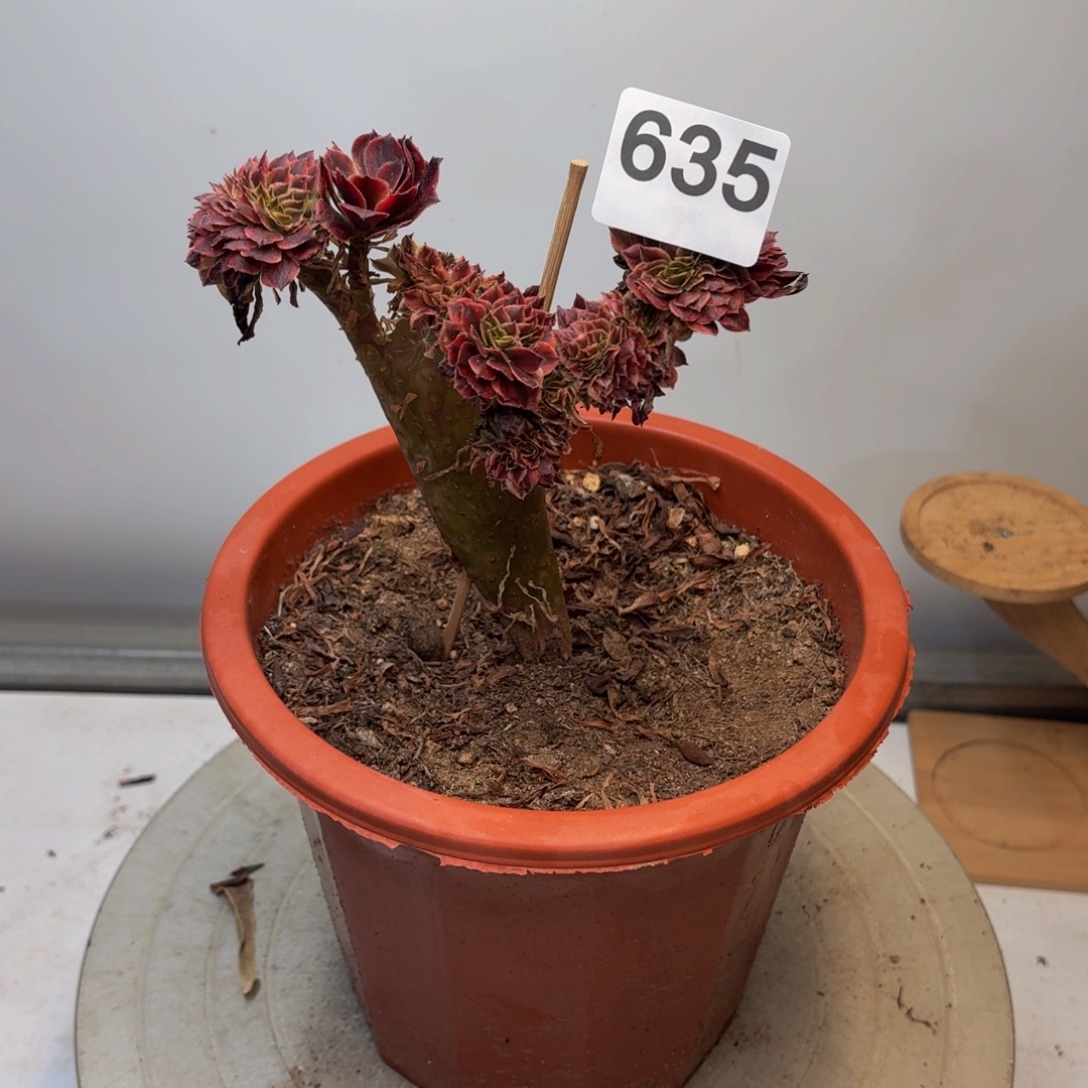 陈***金多肉植物小缀635。