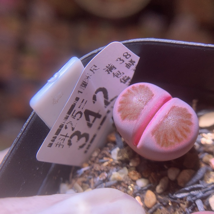 精品生石花25.342紫菊