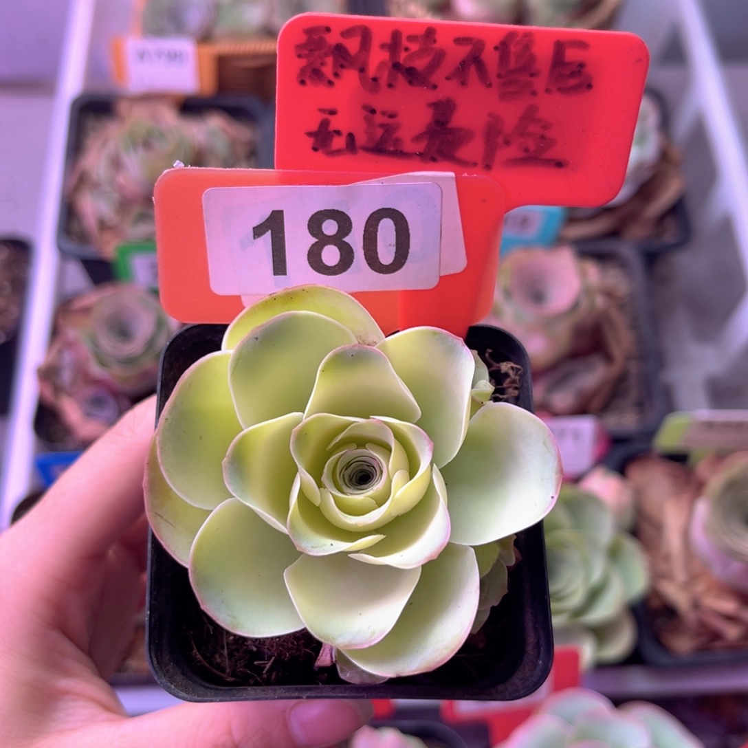 7方盆薯片玫瑰群180 裸根发