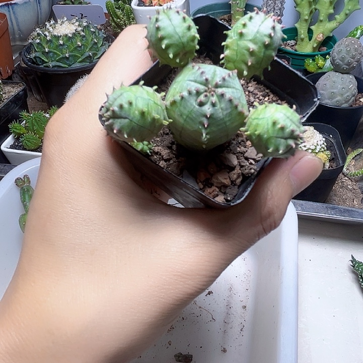 多头子吹布纹球bhhh