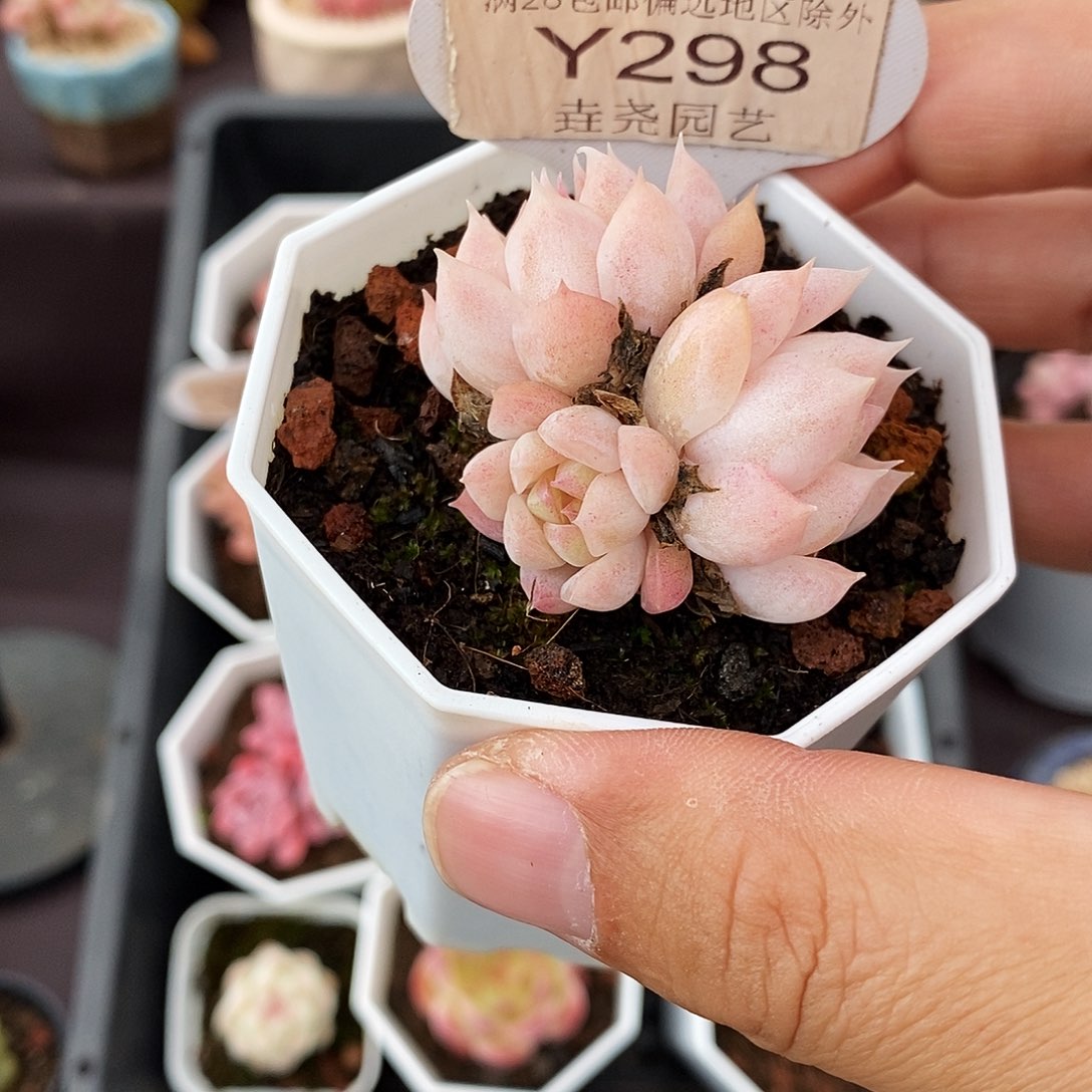 0298 颜如玉 4.5cm 