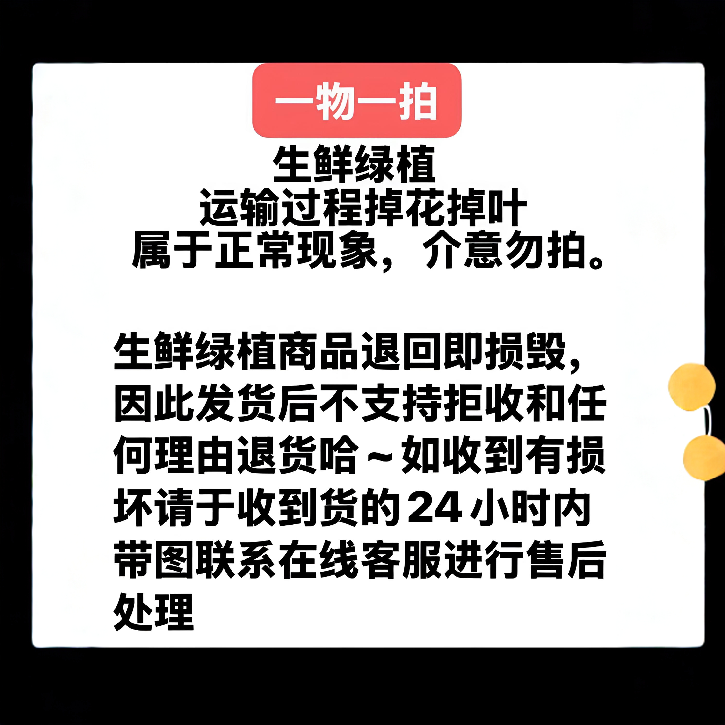 三角梅生桩熟桩盆景一物一拍链接(运输途中掉花掉叶介意勿拍)