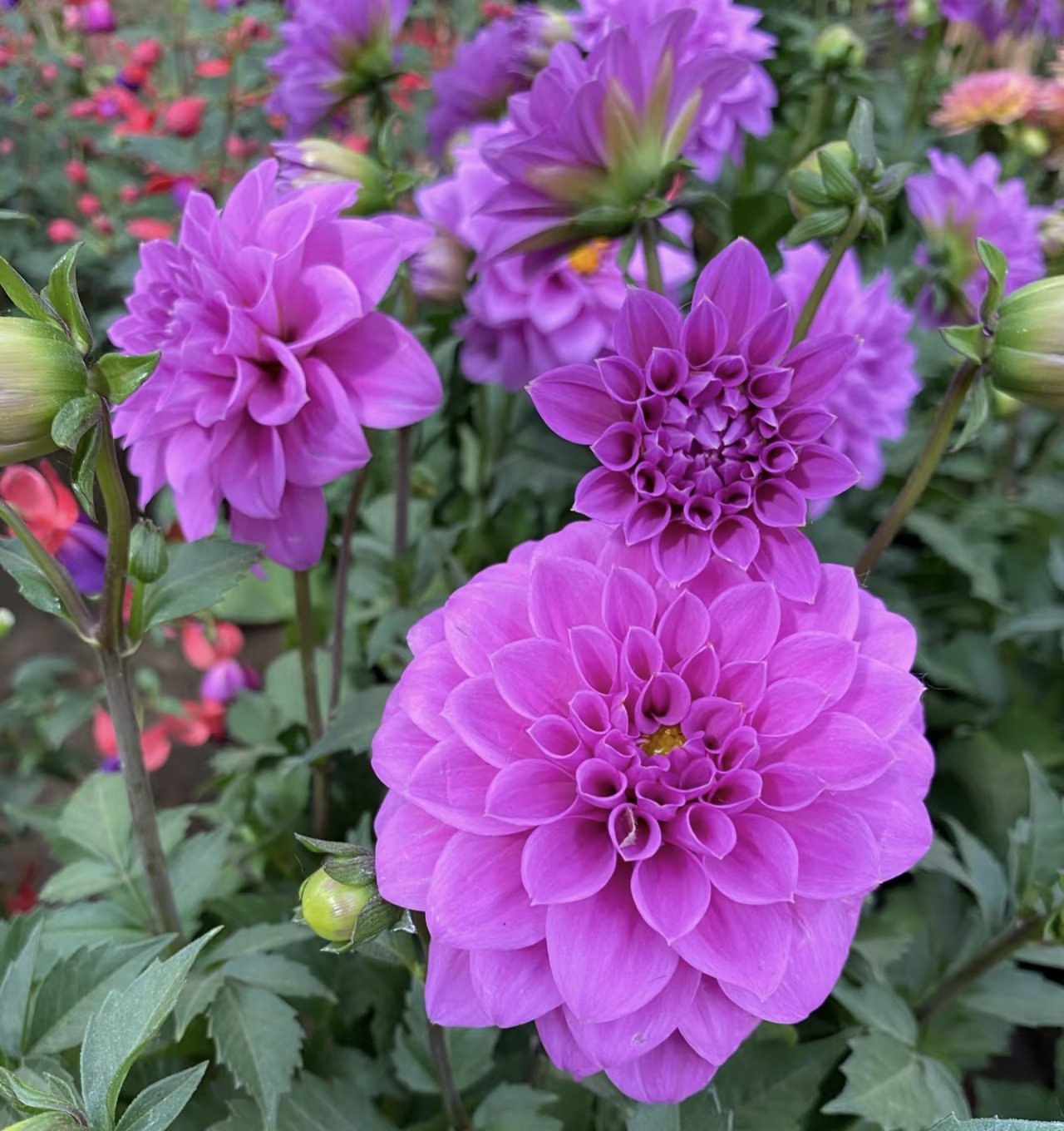 [开花小丽花] 15cm盆 多年生带花苞大丽花四季开花卉盆栽阳台庭院