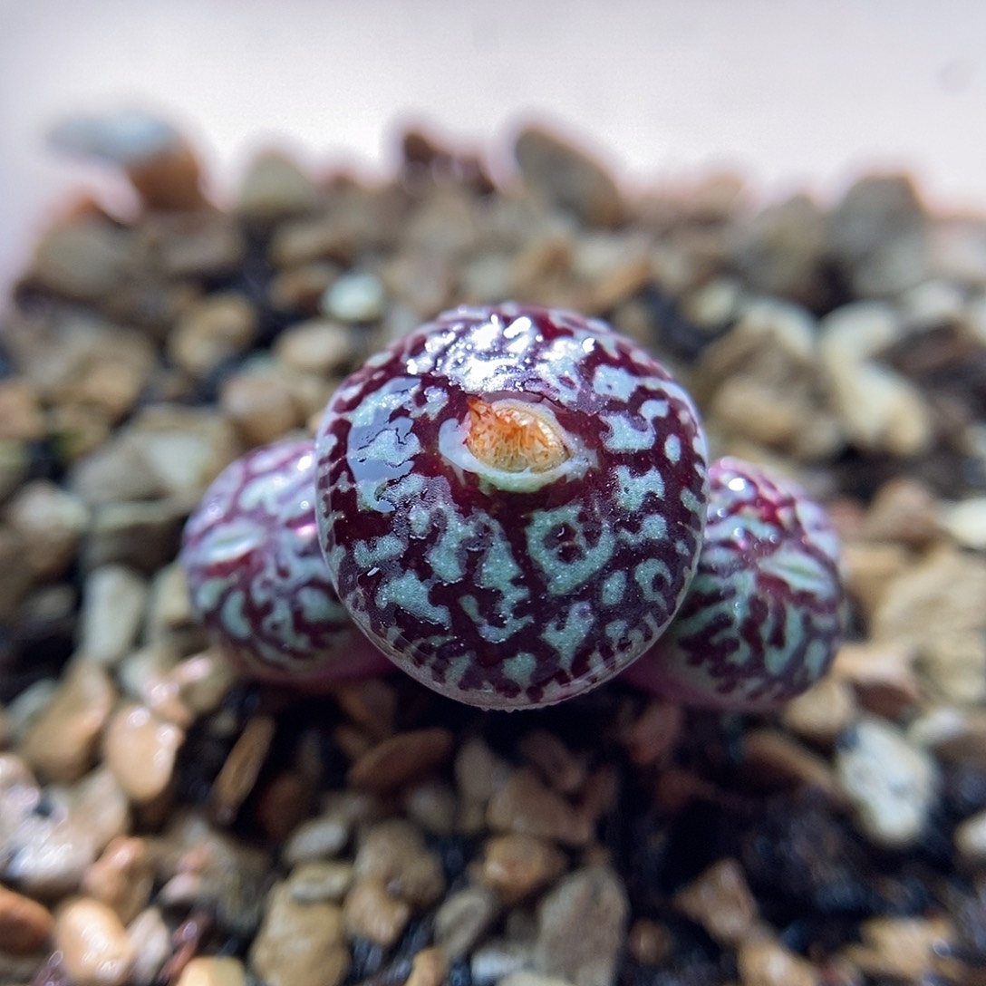 714墨一颗三头包邮