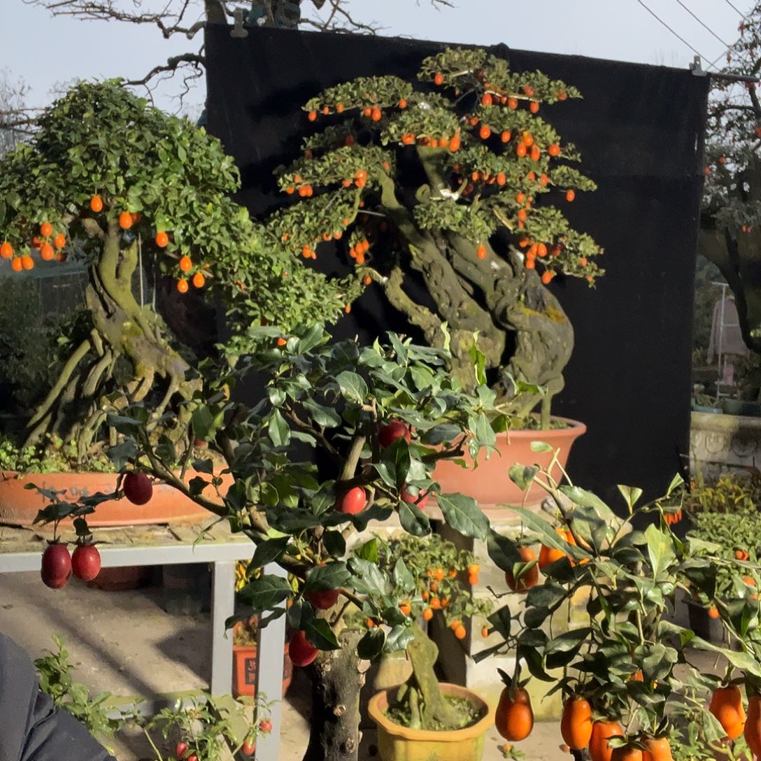 金弹子盆景喜欢的来