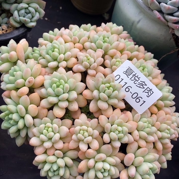 夏悦多肉0116-61洛可可