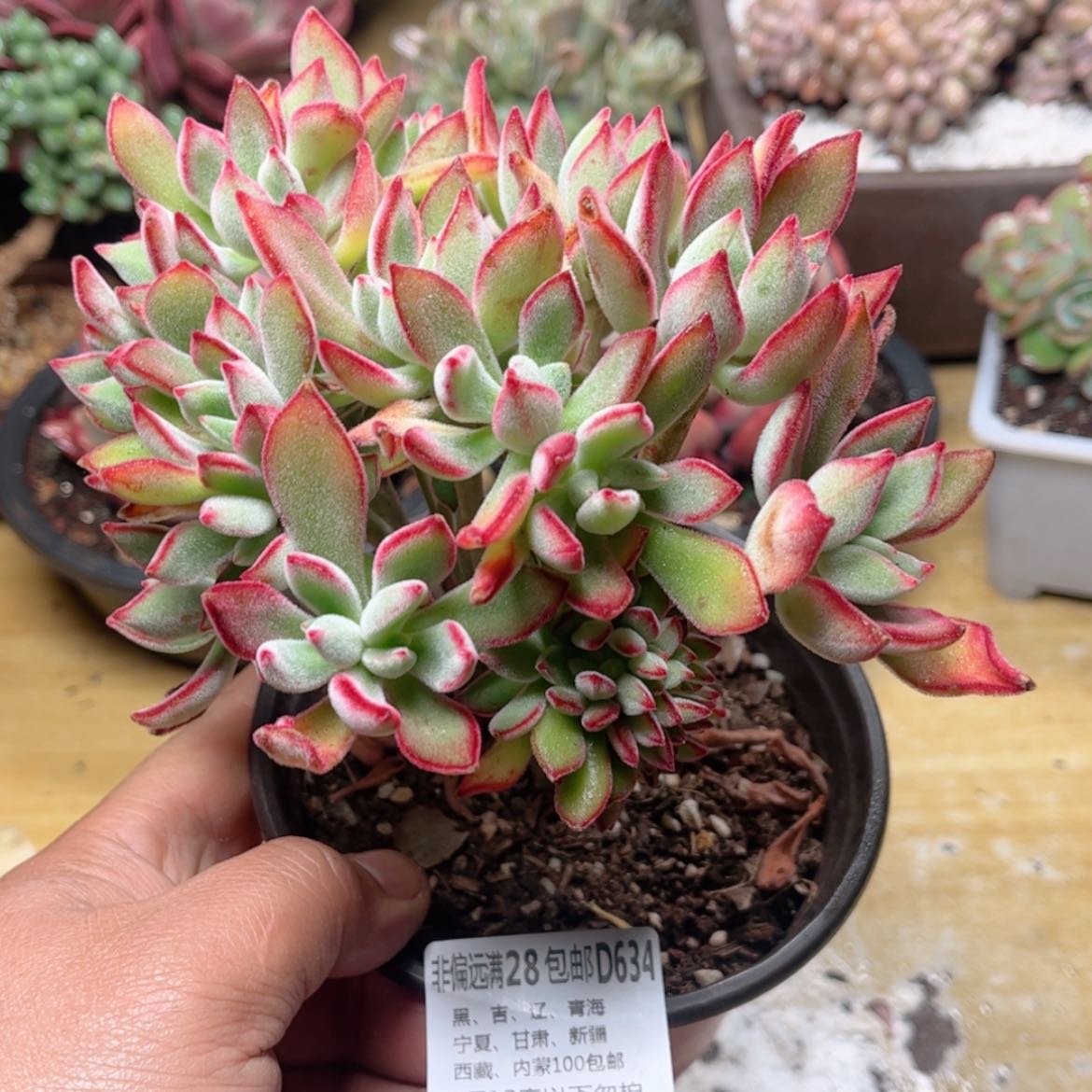 【闪购商品】634锦晃星