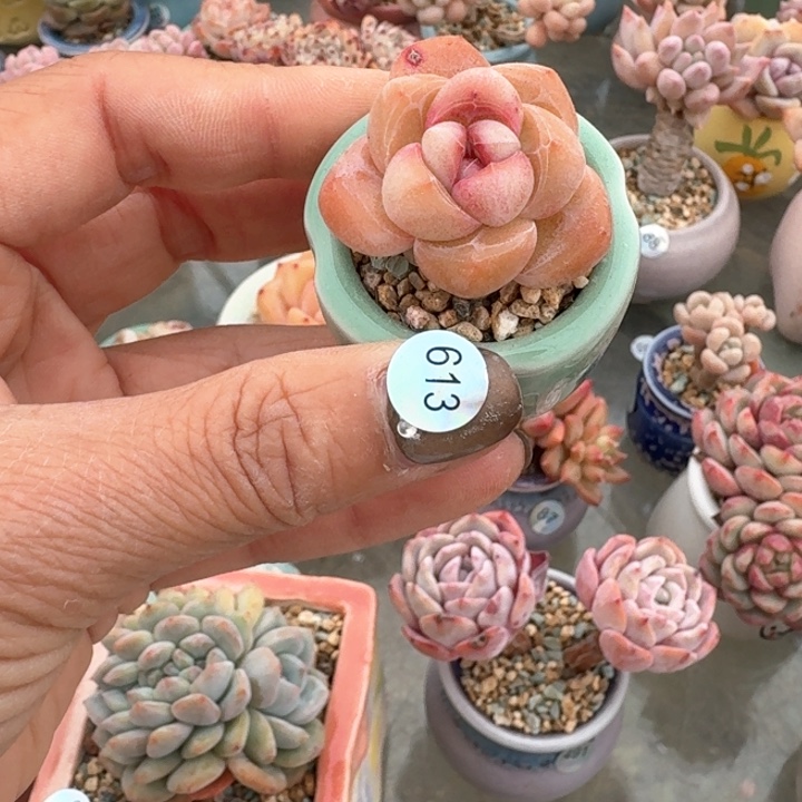 613 多肉含盆土 30元包邮 除偏远地区