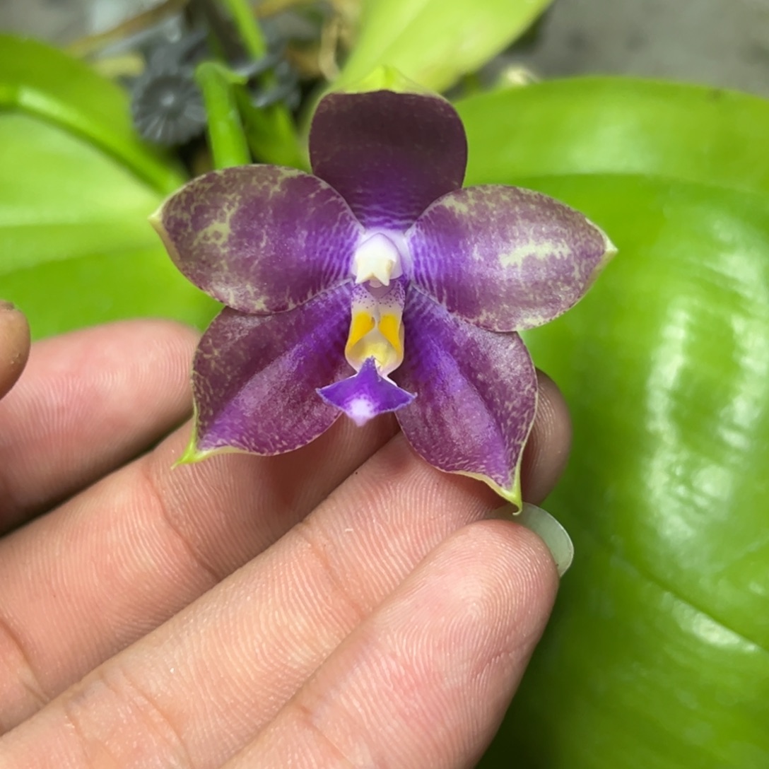 完全开放l629n6510