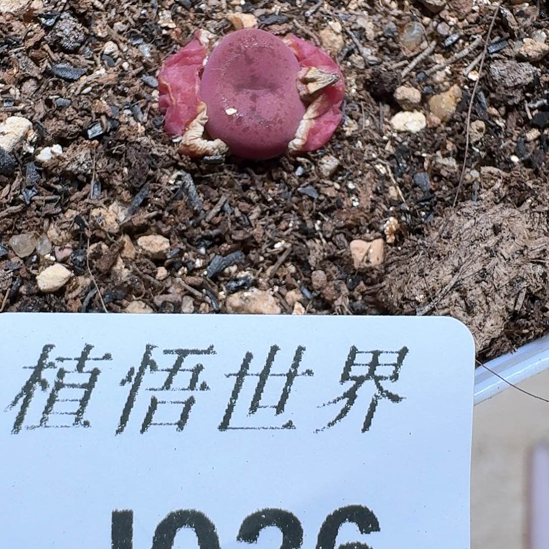 026盒多肉植物哇fv