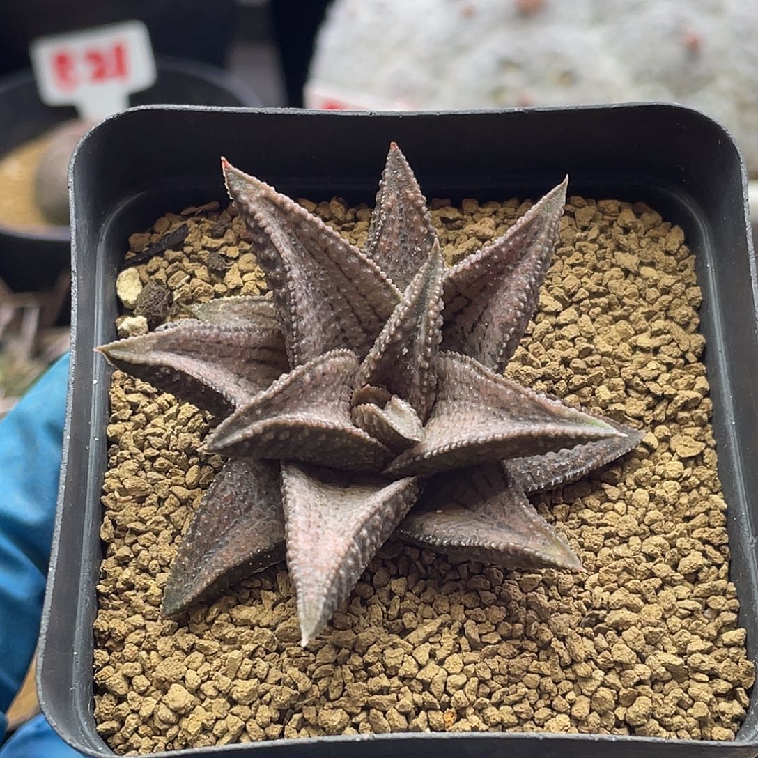 实生丸叶银带桥仙人球