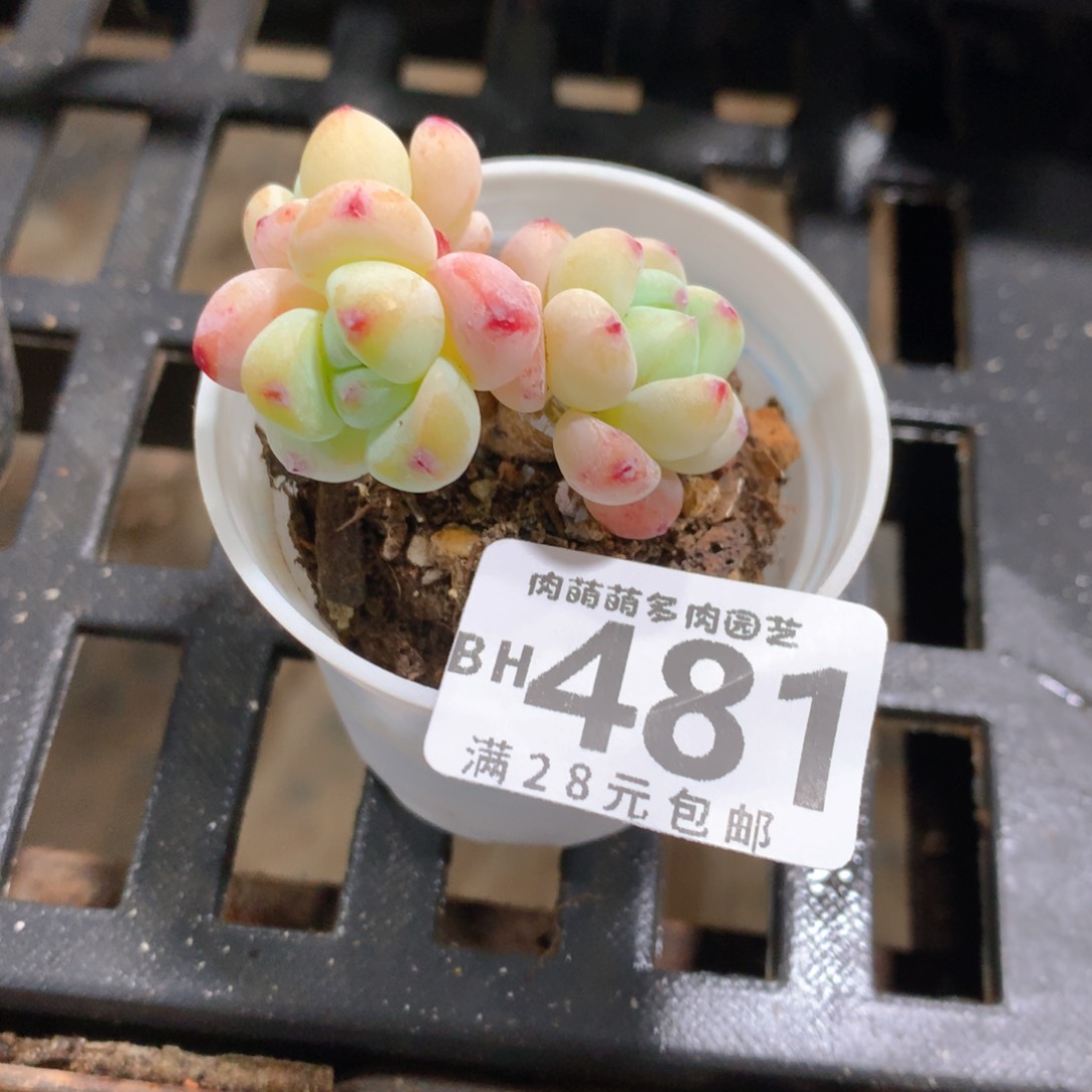 肉萌萌5cm拇指盆精控多肉BH481