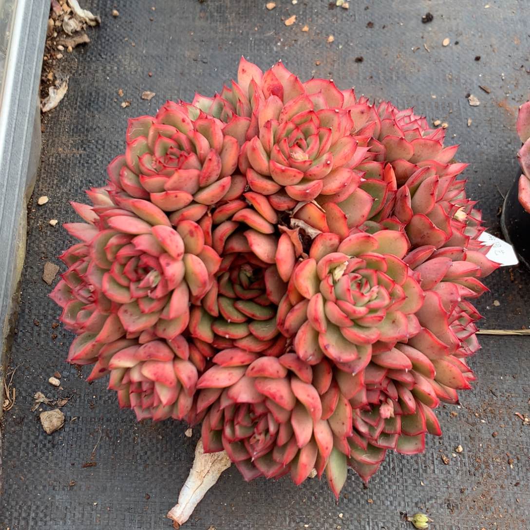 5875新年快乐发发发