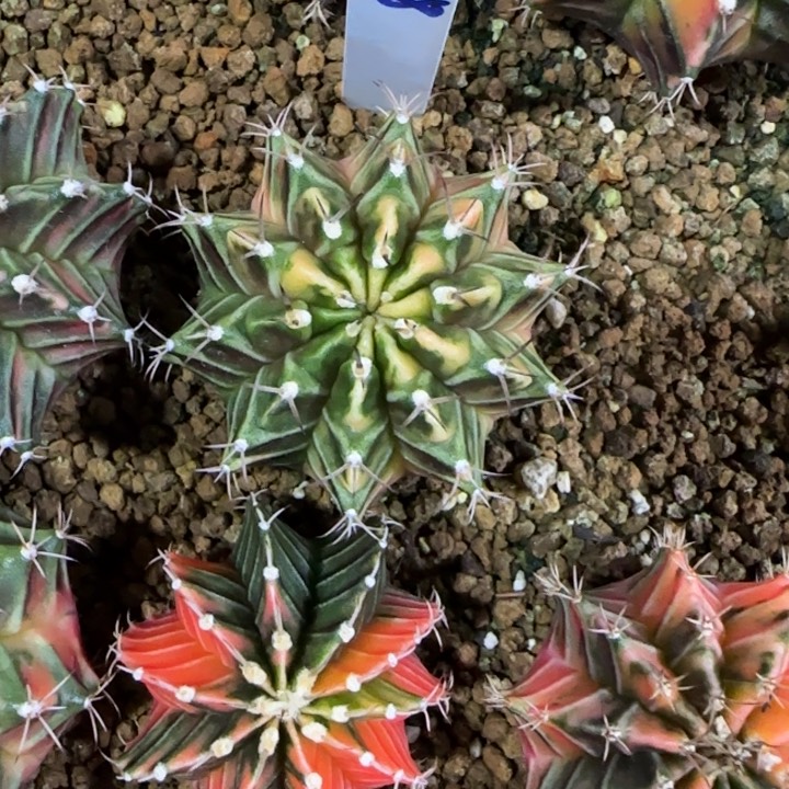 288-0125泰国发货多肉实生