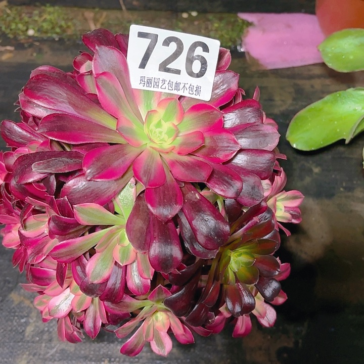 【闪购商品】风***w726美杜莎2-11