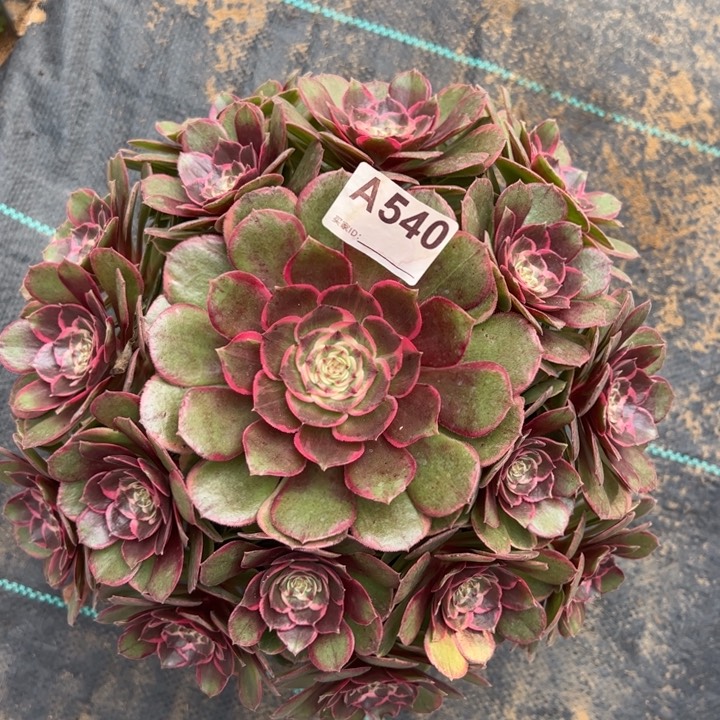 540粉花妖25厘米左右