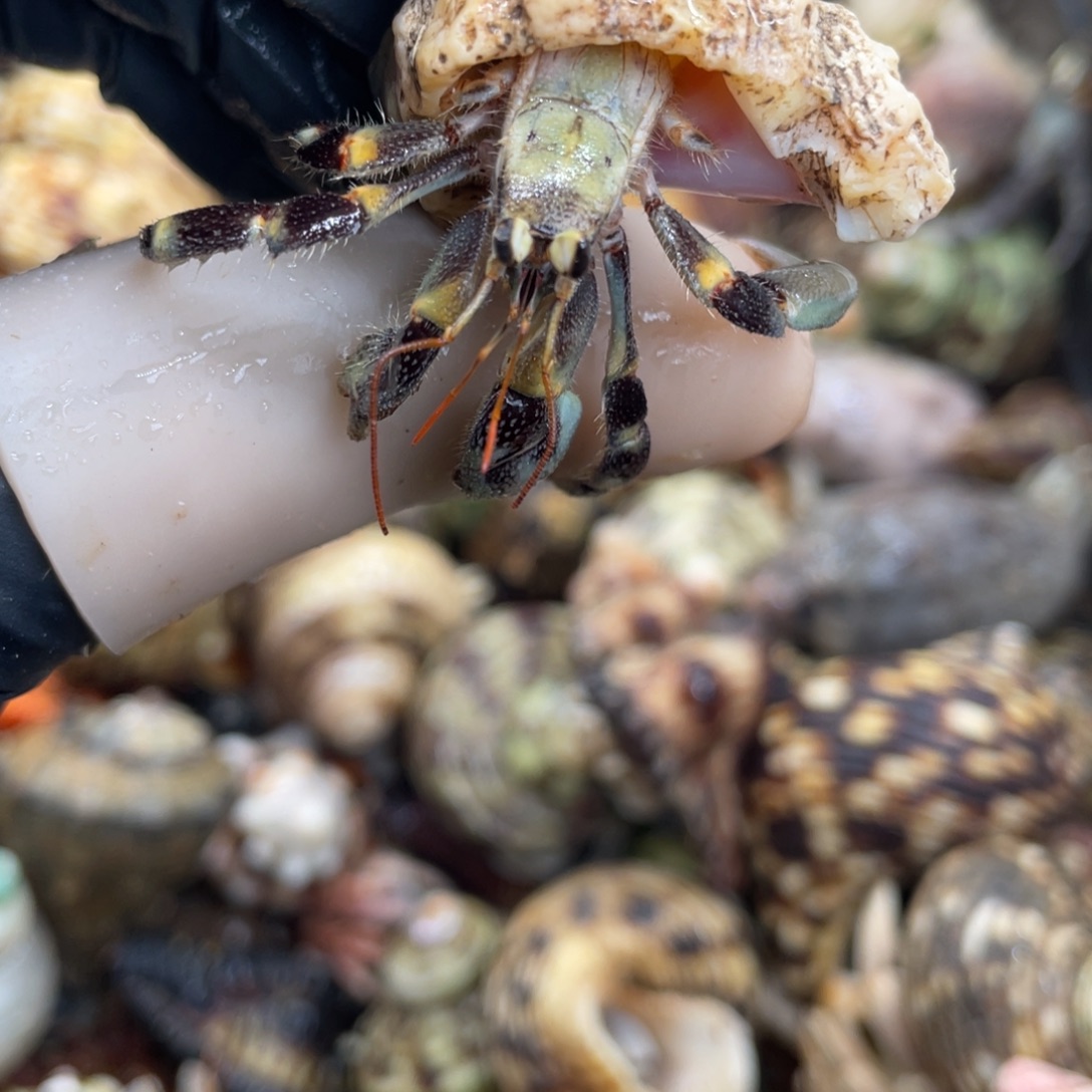 不退不换活体宠物45