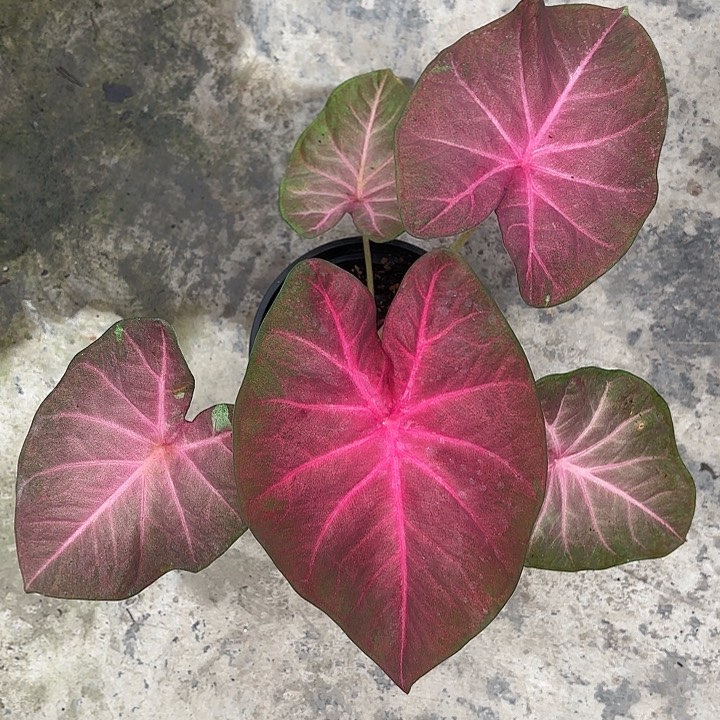 探**县12-0306热浪彩叶芋广东现货