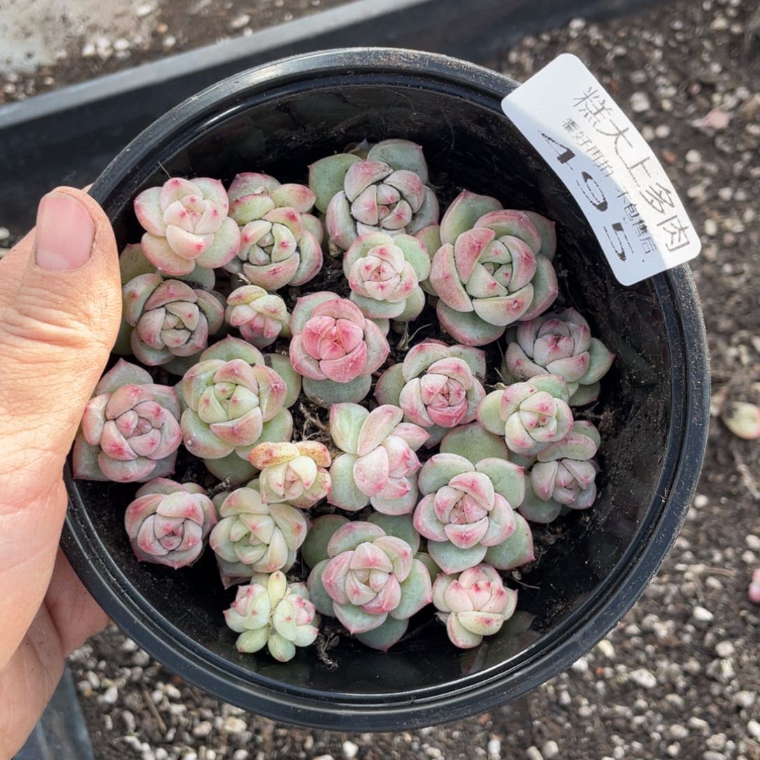 糕大上多肉植物495