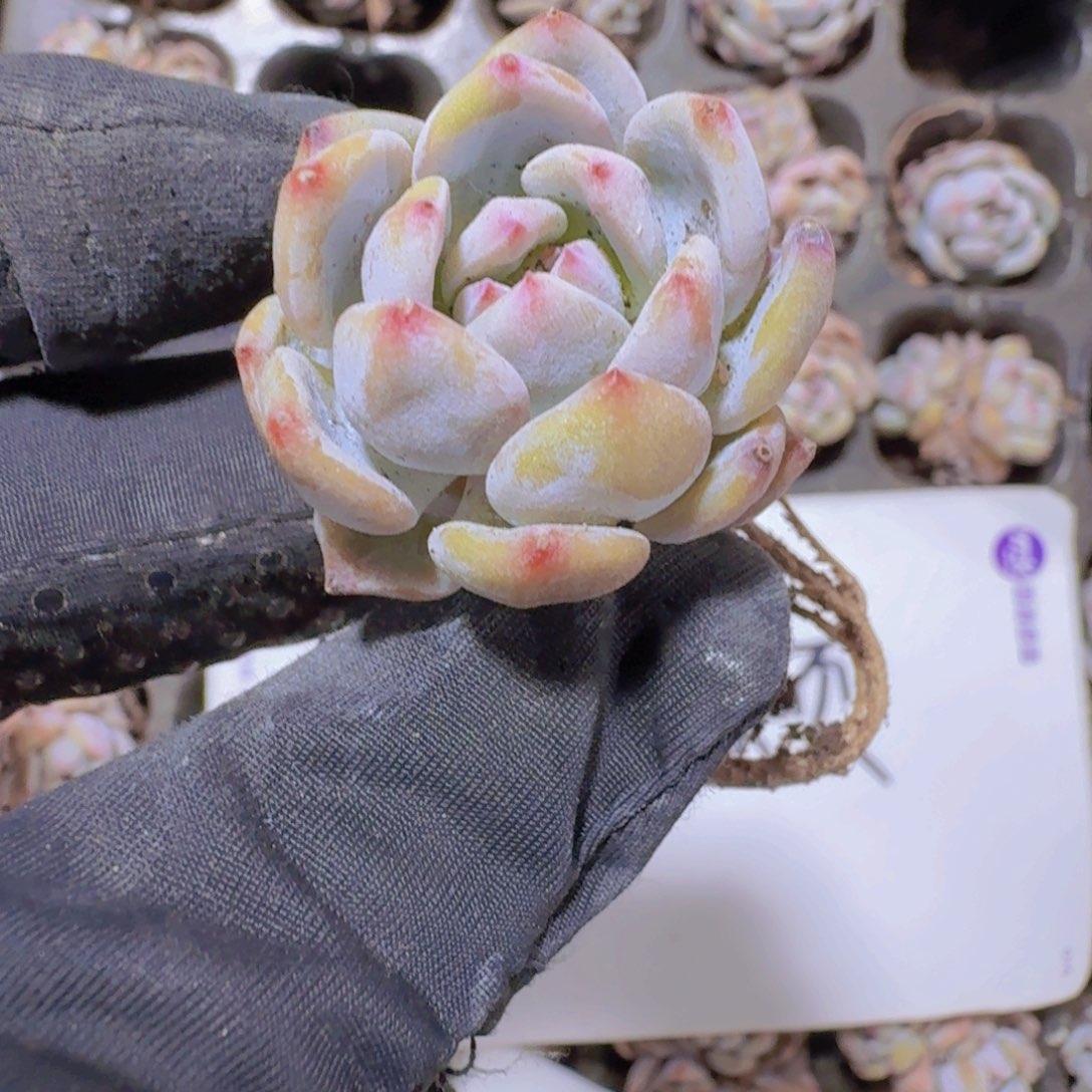 精品星星橙两米三颗