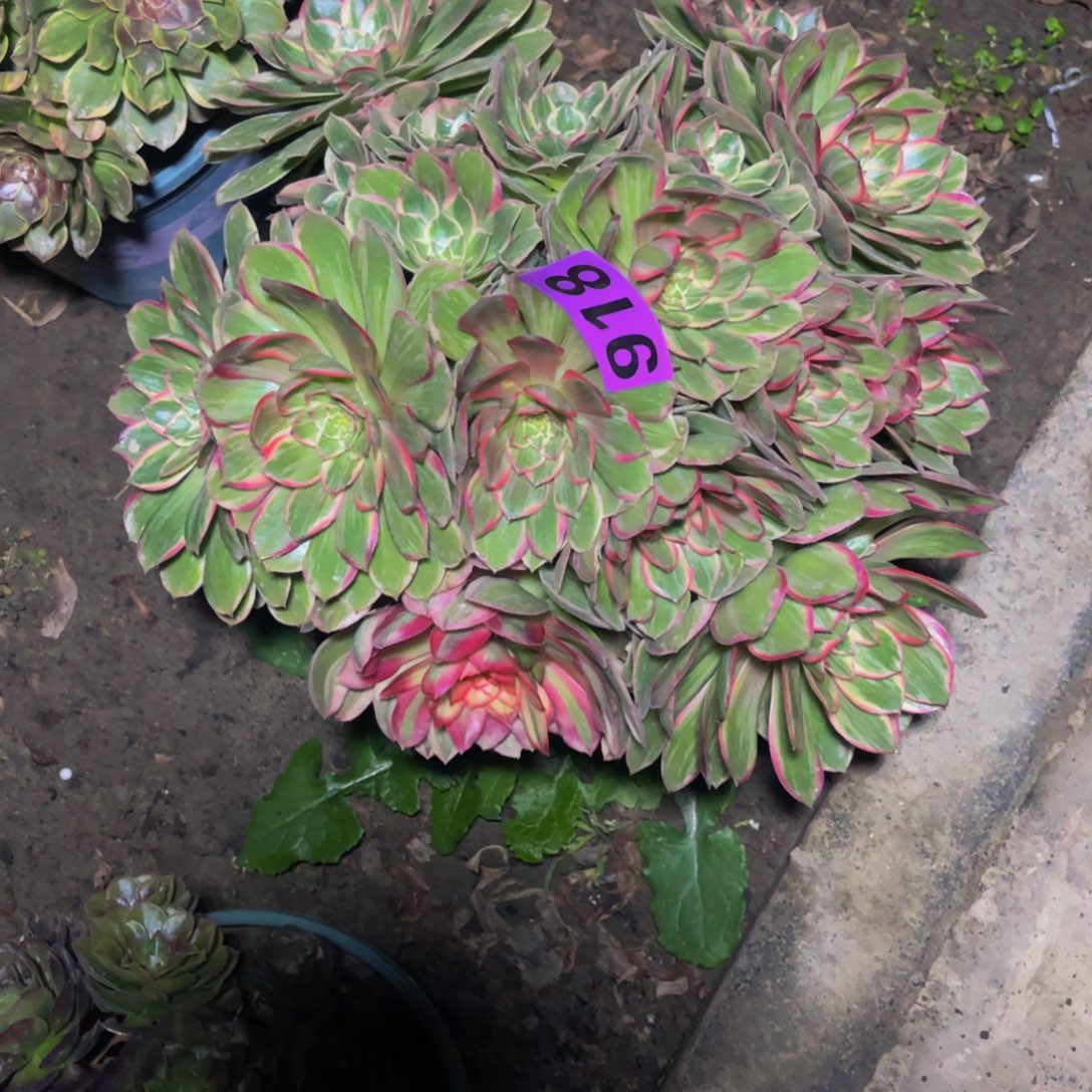 莲花座法师26///14包邮