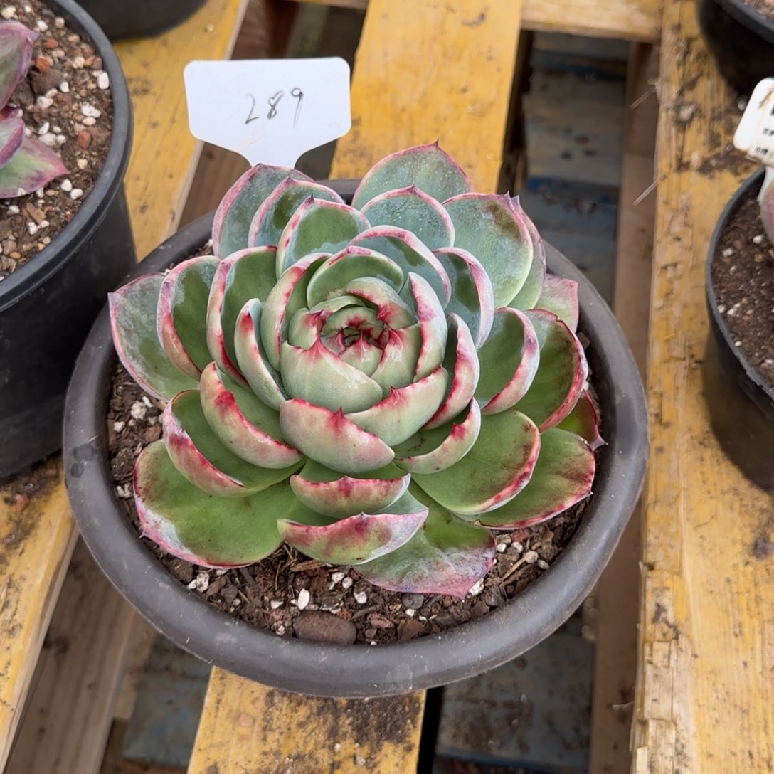 叠叶惊鸿一物一拍包装收缩花289