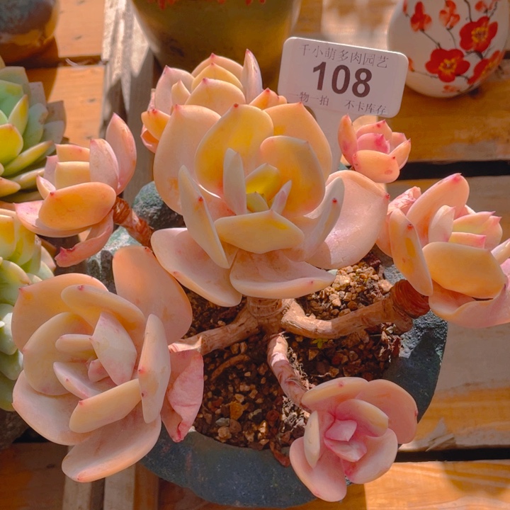 初*谢谢你的支持0000000108