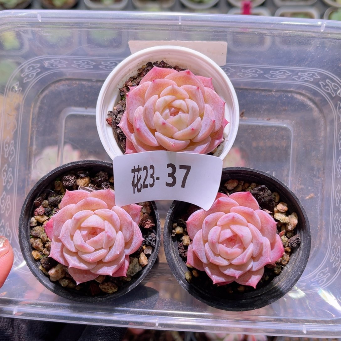 花23-37纯爱单头3颗