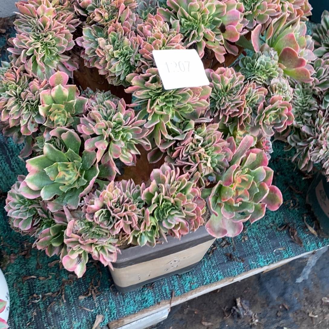 元***子不开花植物1207号香妃缀化1颗多肉