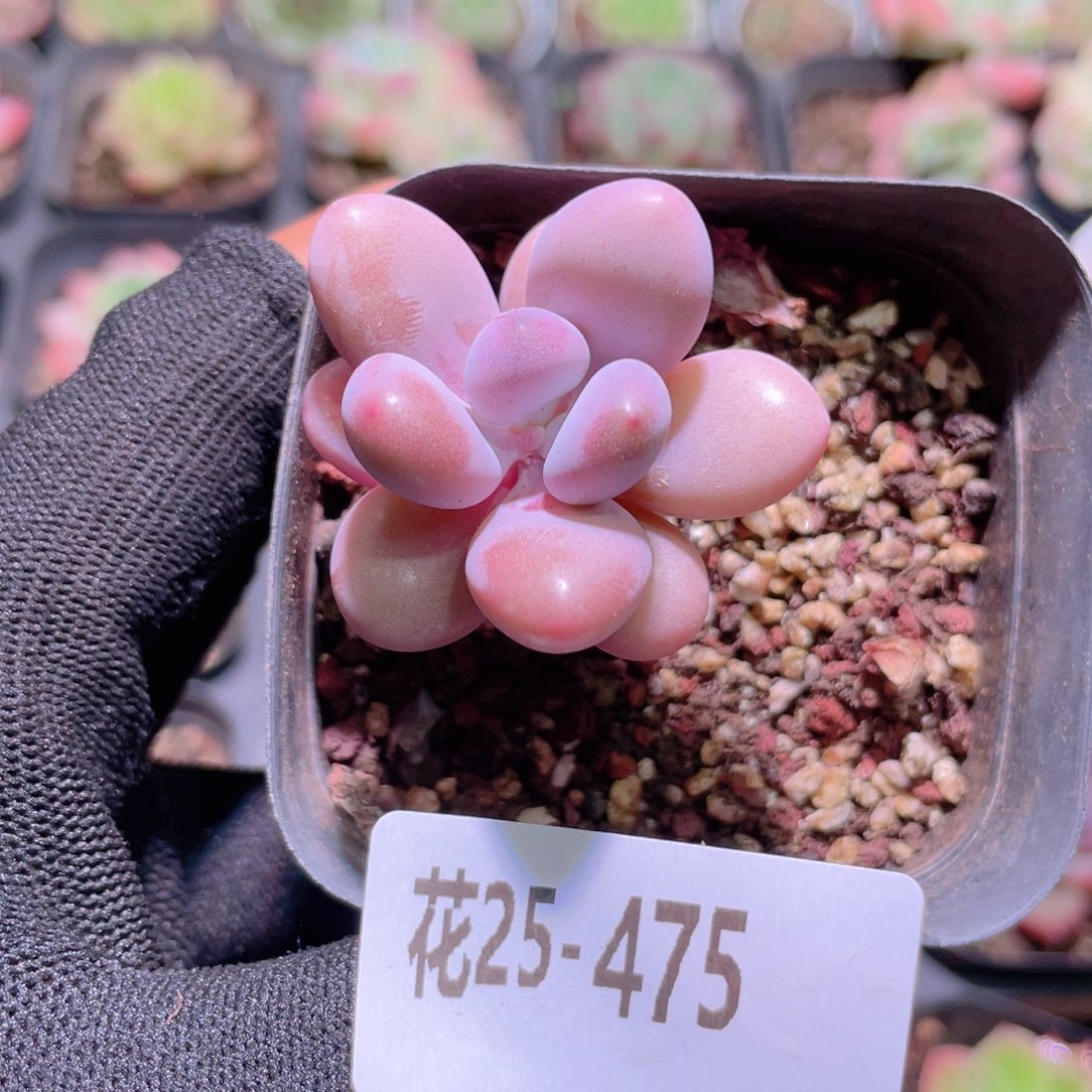 花利美25-475桃蛋