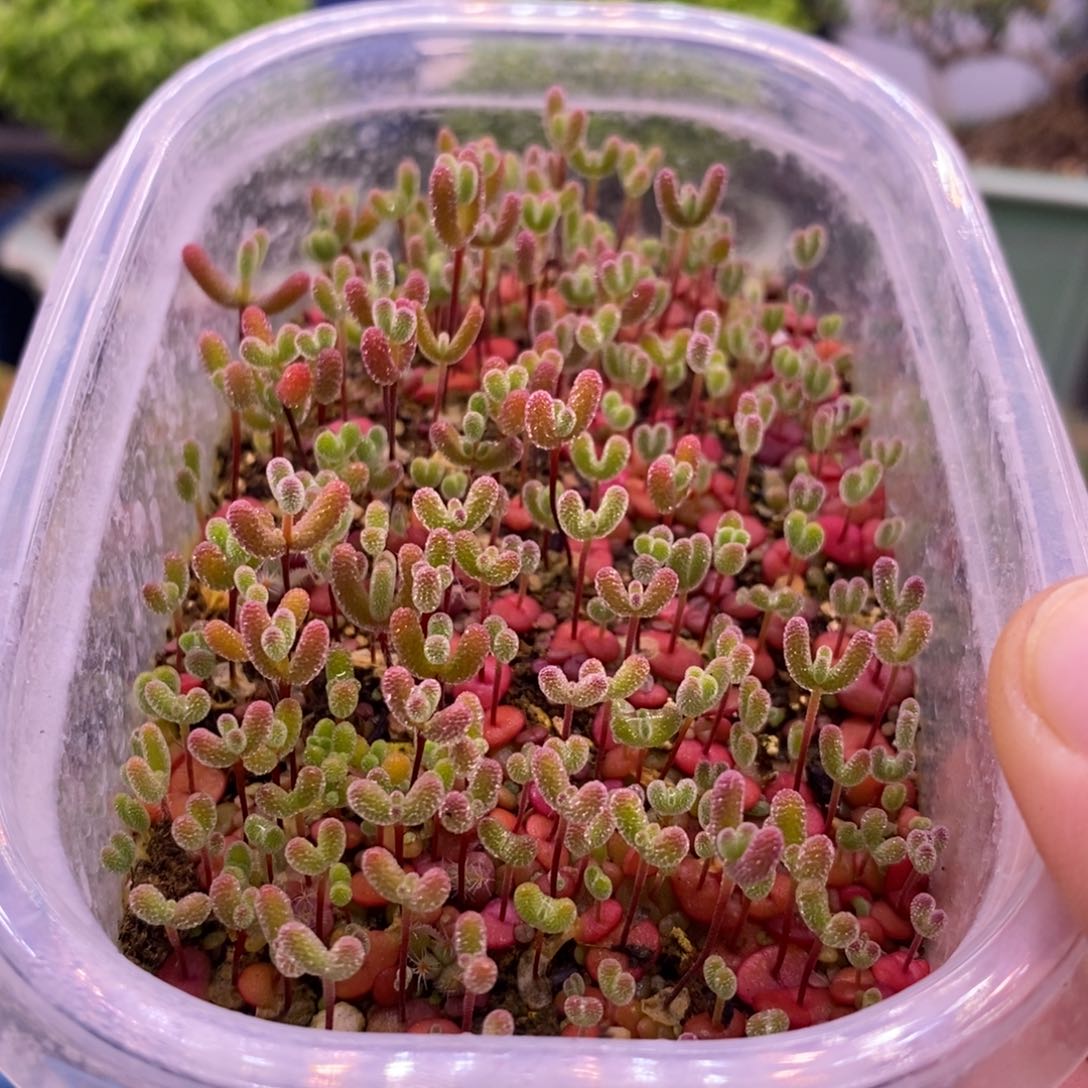 513混合切糕。  10个品种。   