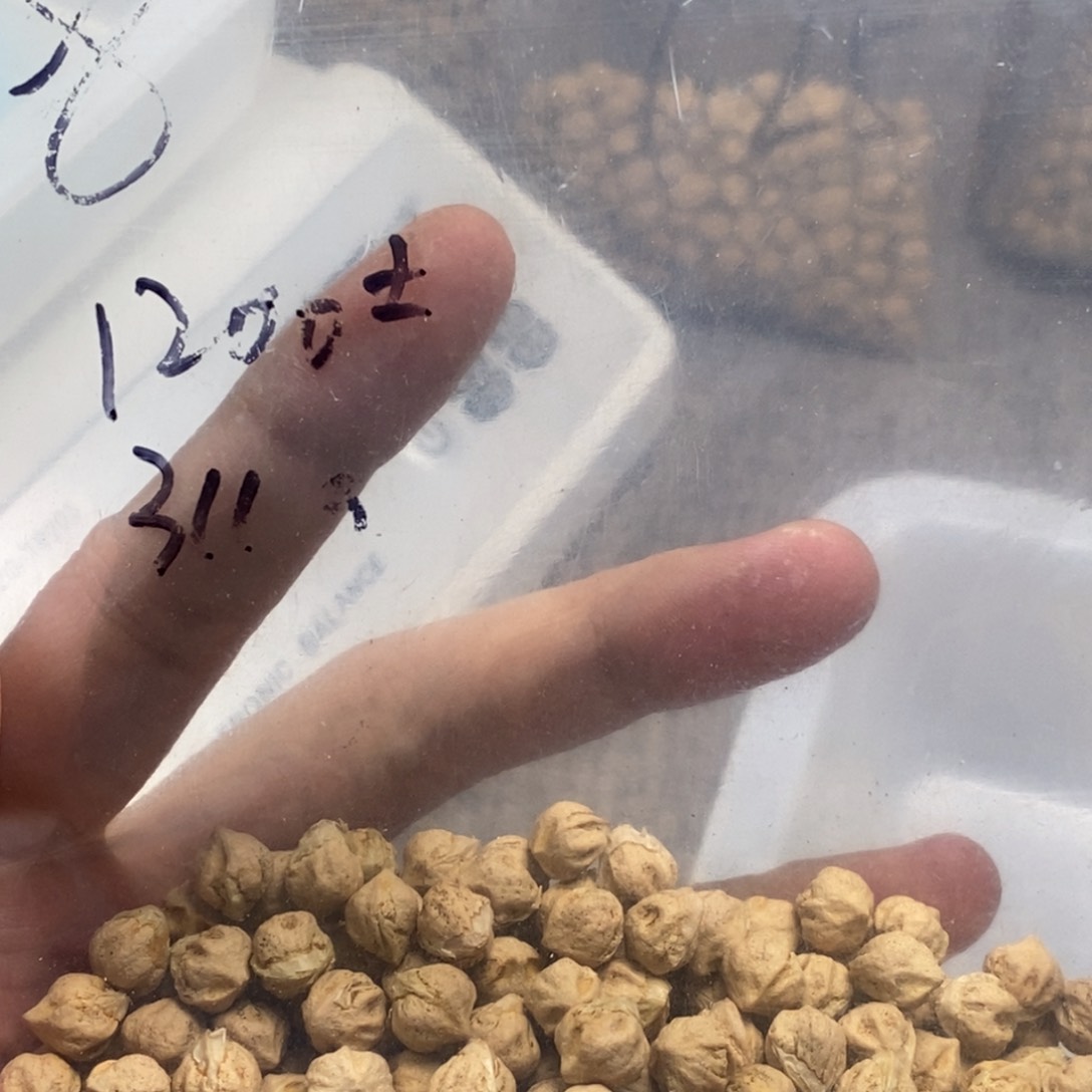 柏香籽/百香籽吊坠花***挖