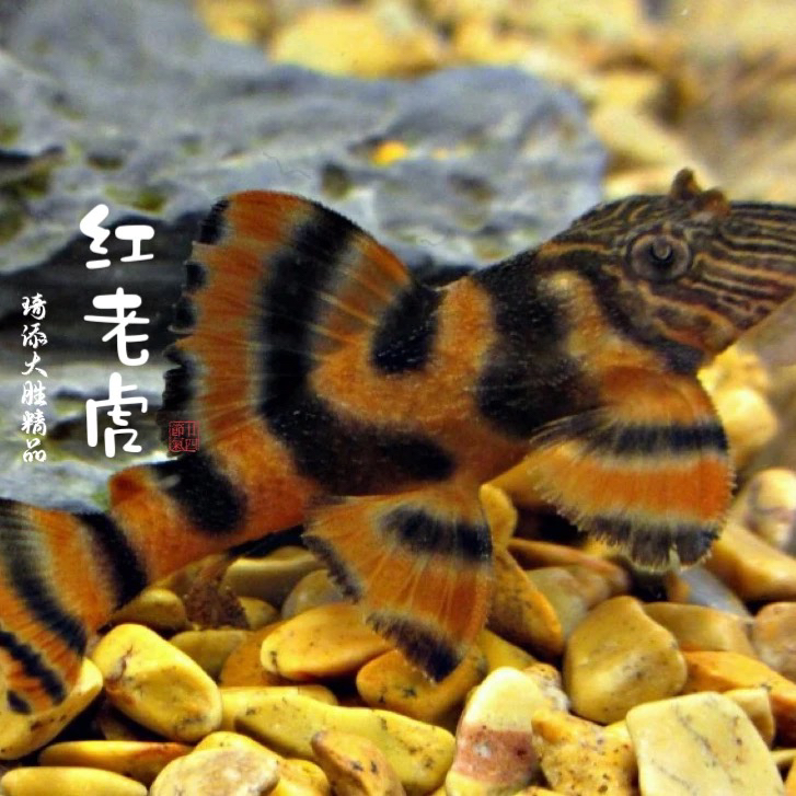 L397阿莲卡红老虎L398巴西红老虎异型观赏鱼