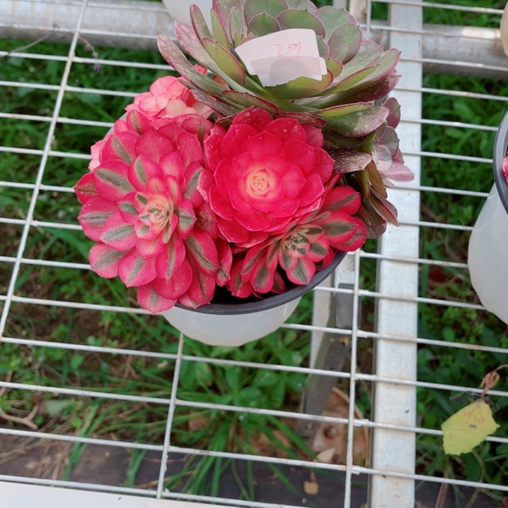 云南荔枝好看29h拍拍拍