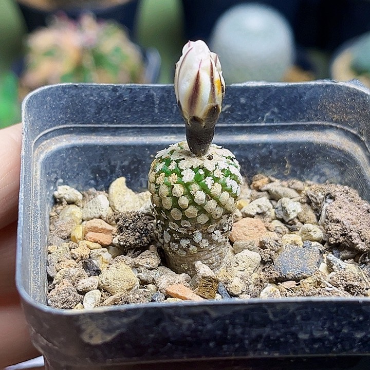 白花蔷薇丸实生1.6公分