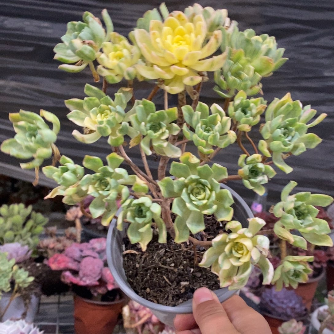 爱染锦多头群生老桩