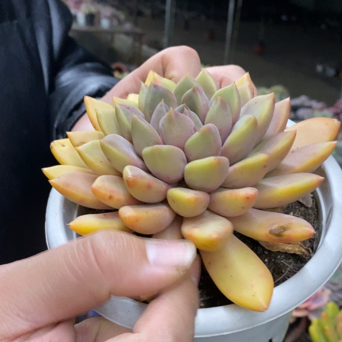 黄金象牙大单头老桩，160杯