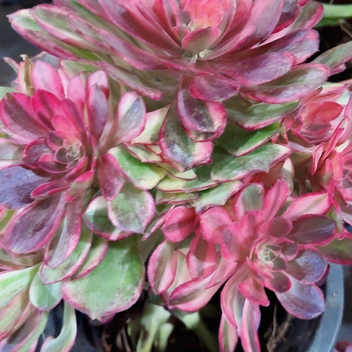 多肉植物黑膜锦950