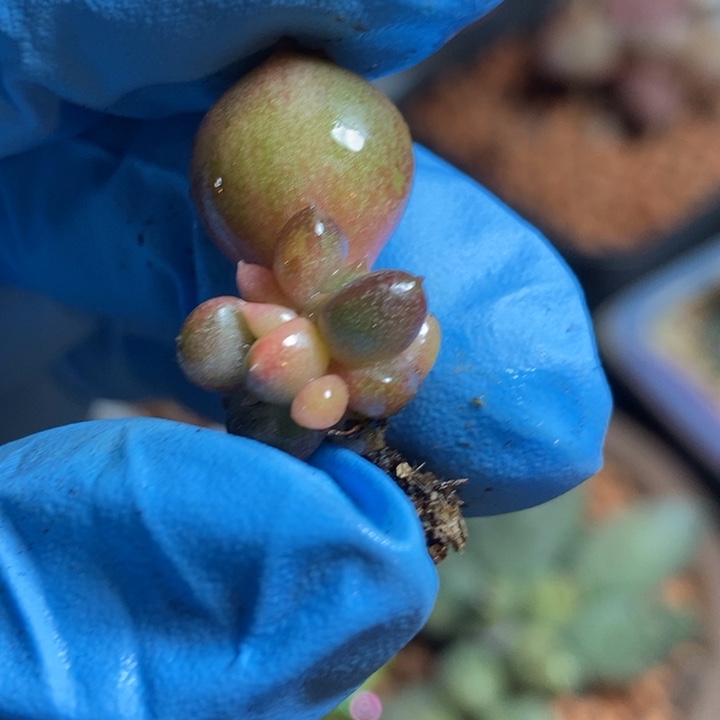 红象牙锦多肉植物