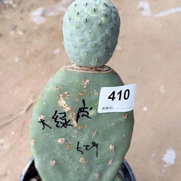 进口绿皮陨石坑410