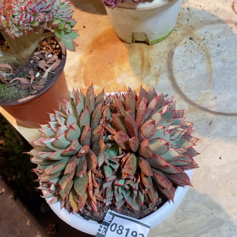 【闪购商品】麒麟座08192